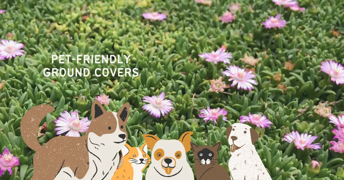 Top 10 Pet-Friendly Ground Covers