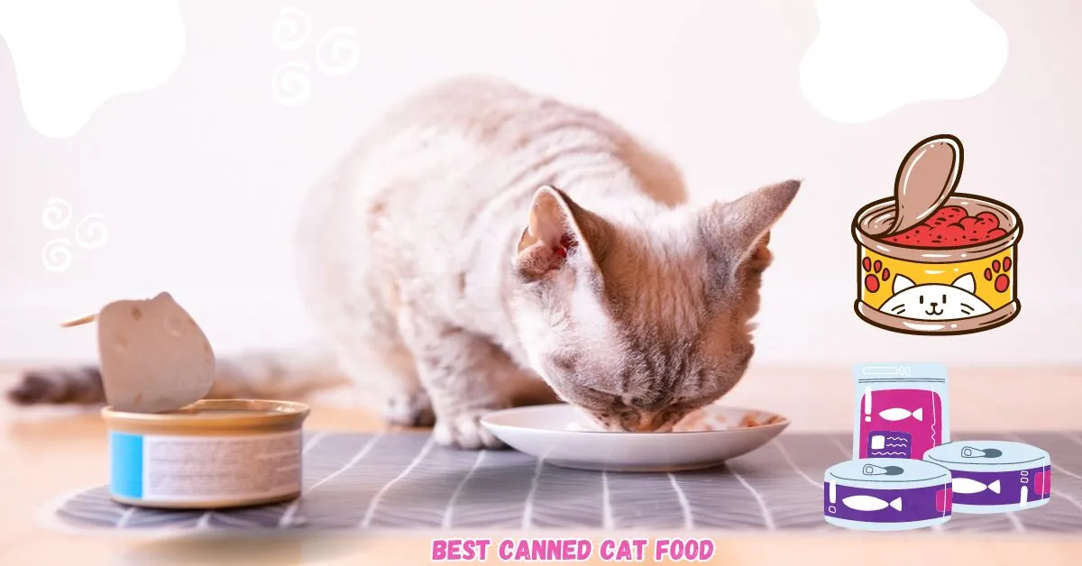 Best Canned Cat Food For Senior Cats with Sensitive Stomachs