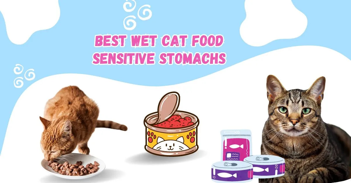 Best Wet Cat Food For Senior Cats With Sensitive Stomachs