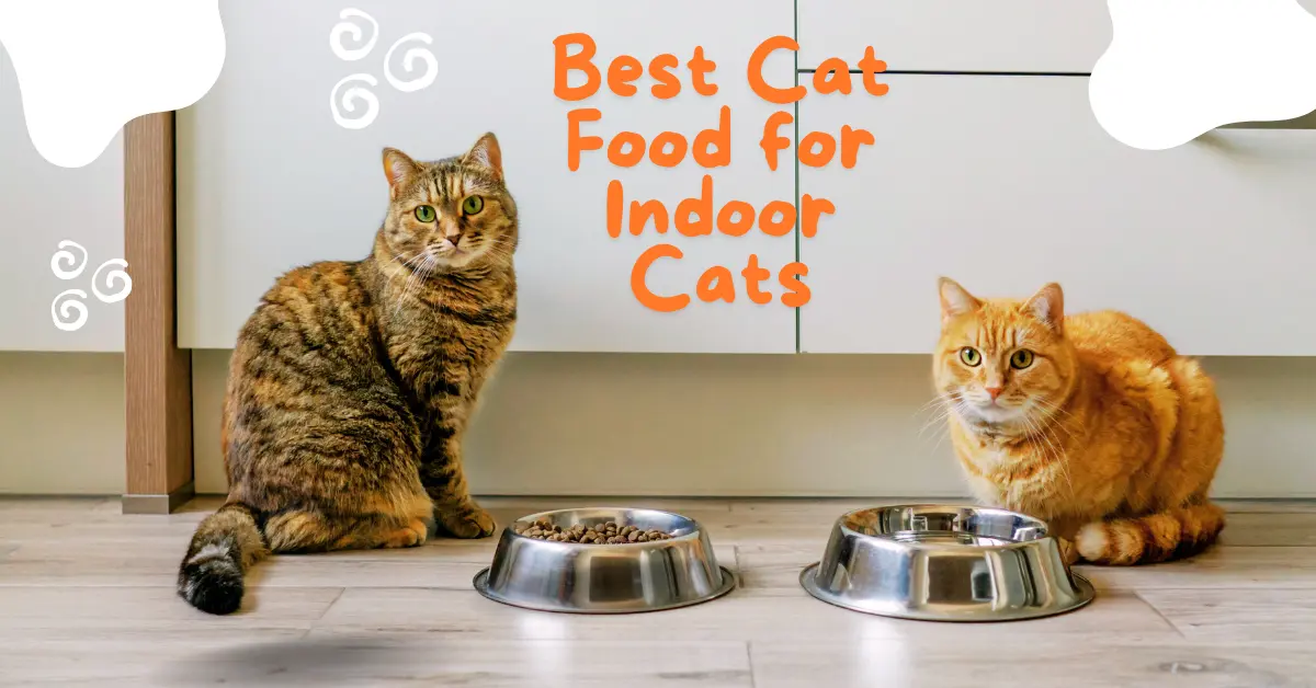 What is the Best Cat Food for Indoor Cats with Sensitive Stomachs