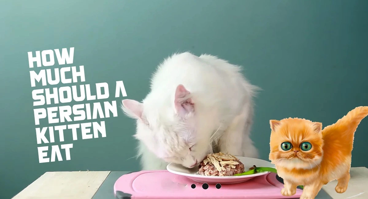 How Much Should a Persian Kitten Eat