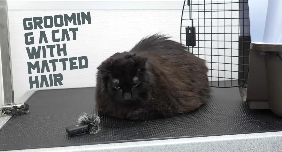 Grooming a Cat with Matted Hair at Home