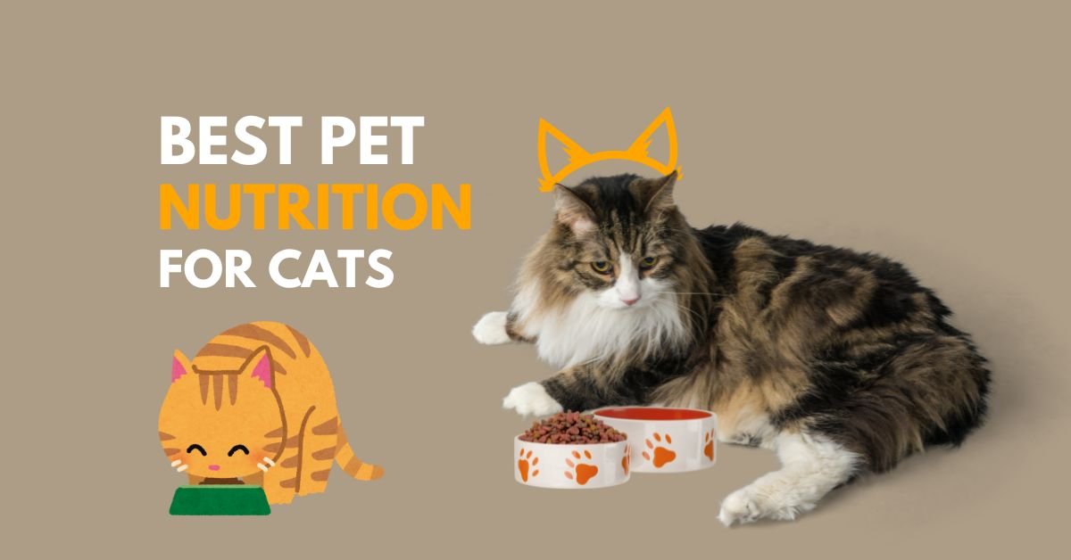 Best Pet Nutrition Tips for Cats