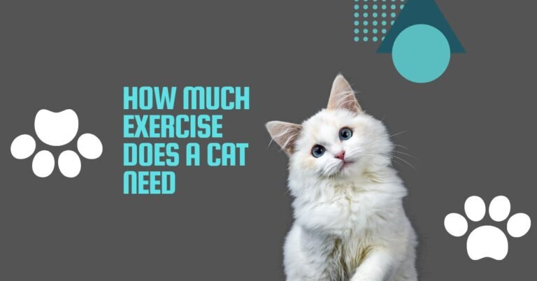 How Much Exercise Does a Cat Need