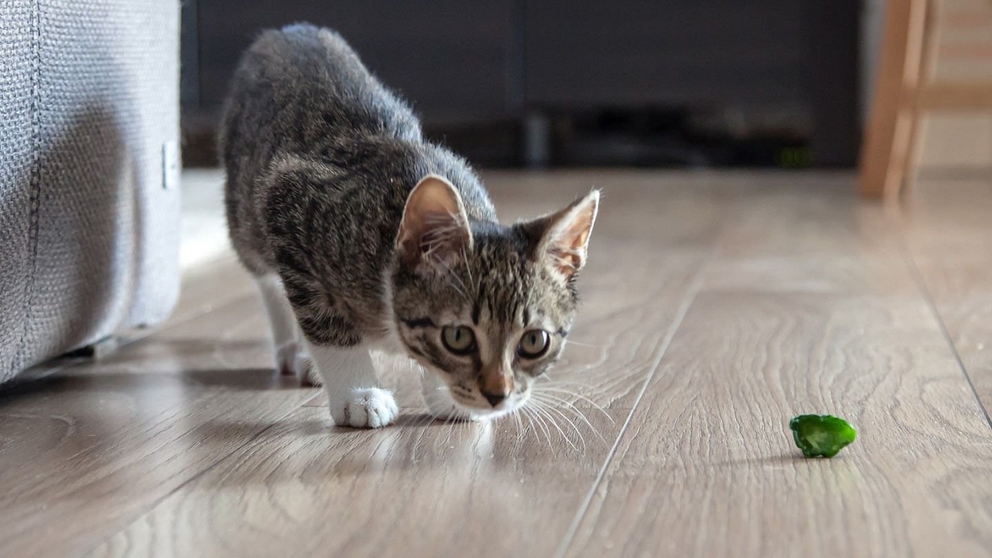 How to Exercise a Cat in an Apartment