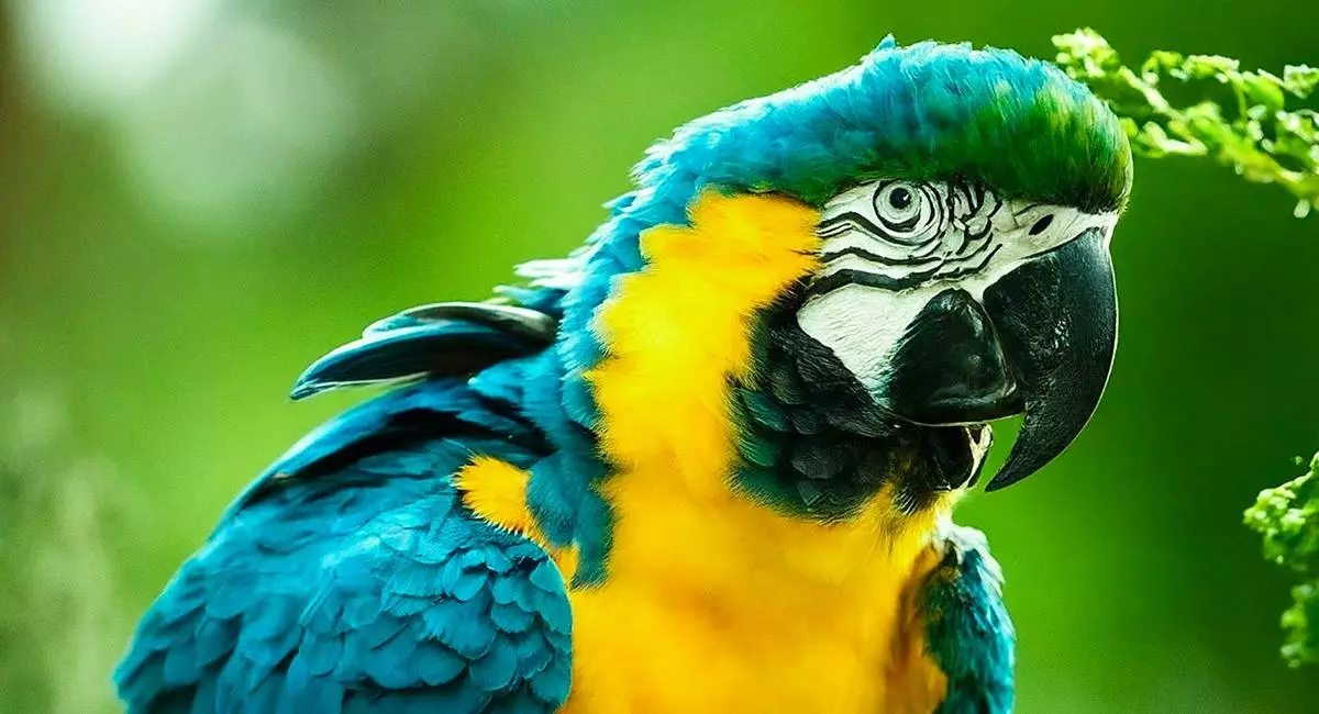 Blue And Gold Macaws health Issues and Treatment