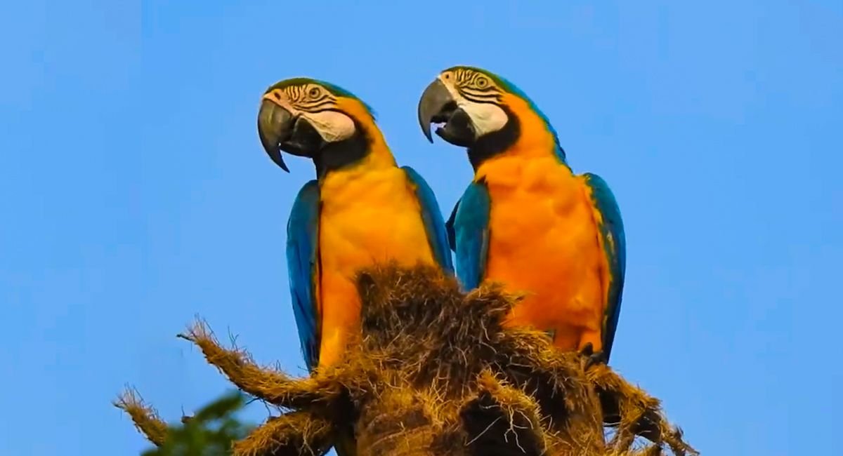 Are Blue And Yellow Macaws Good Pets