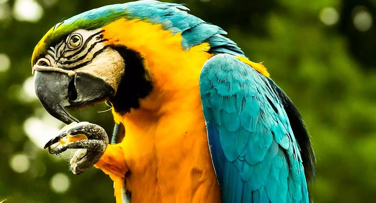 Diet And Nutrition For Blue And Gold Macaws in Captivity