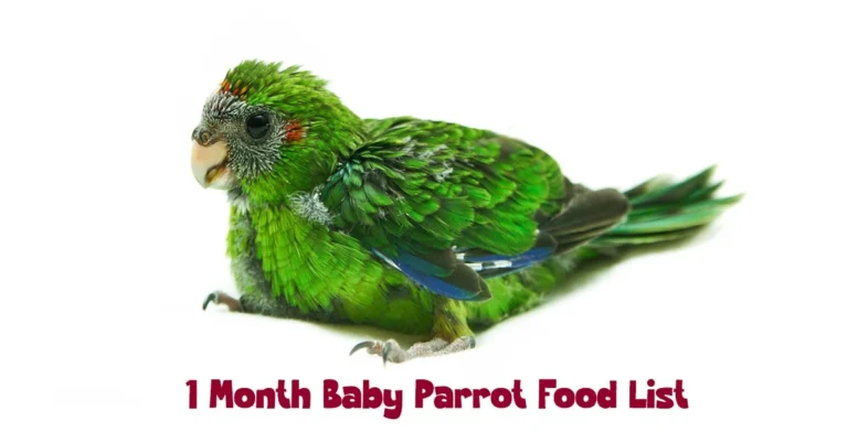 1 Month Baby Parrot Food List