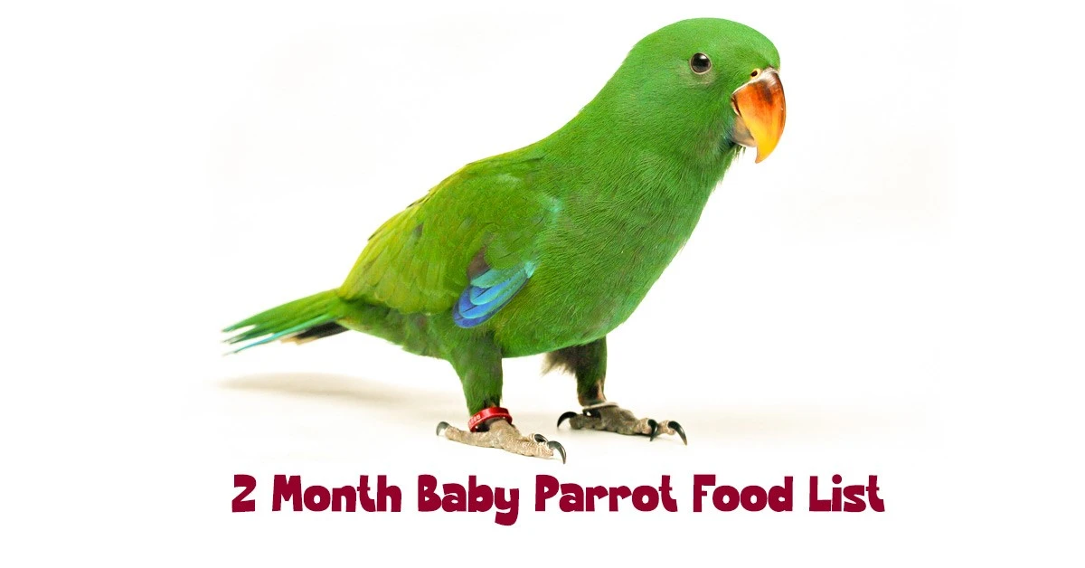 2 Month Baby Parrot Food List