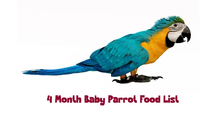 4 Month Baby Parrot Food List