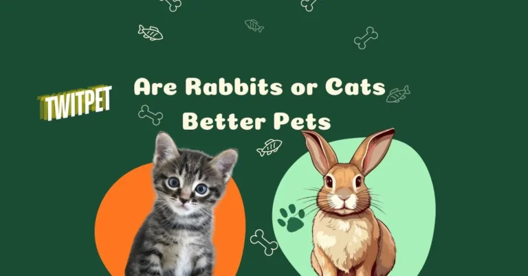 Are Rabbits or Cats Better Pets