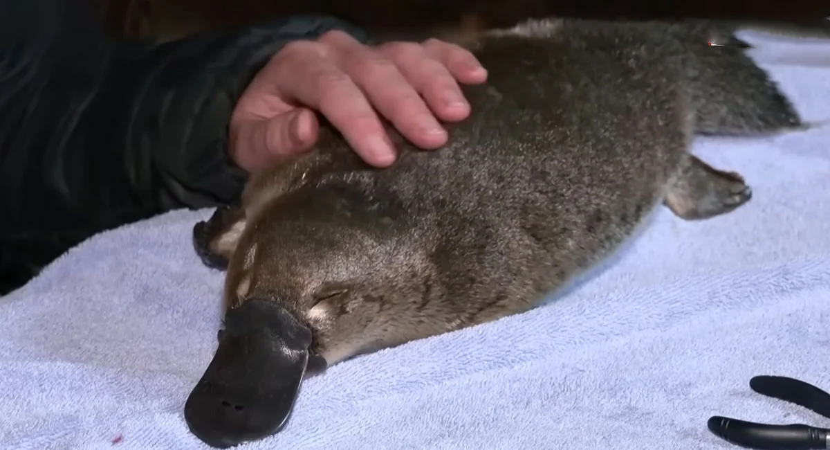 Can I Have a Platypus As a Pet