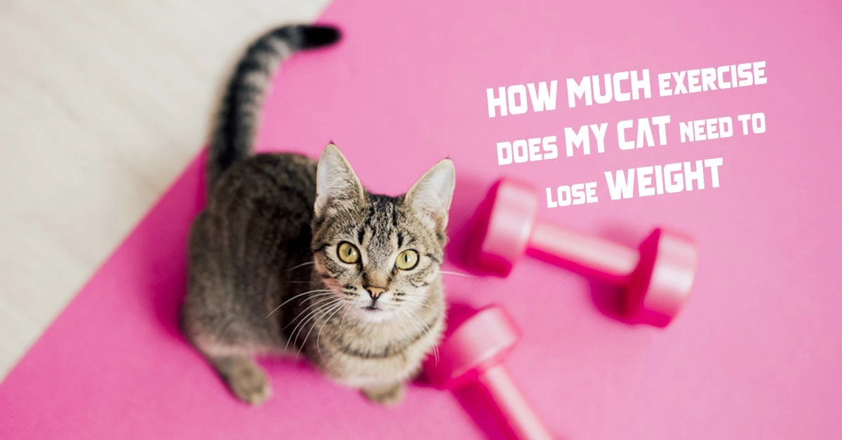 How Much Exercise Does My Cat Need to Lose Weight