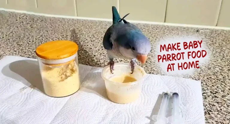 How to Make Baby Parrot Food at Home