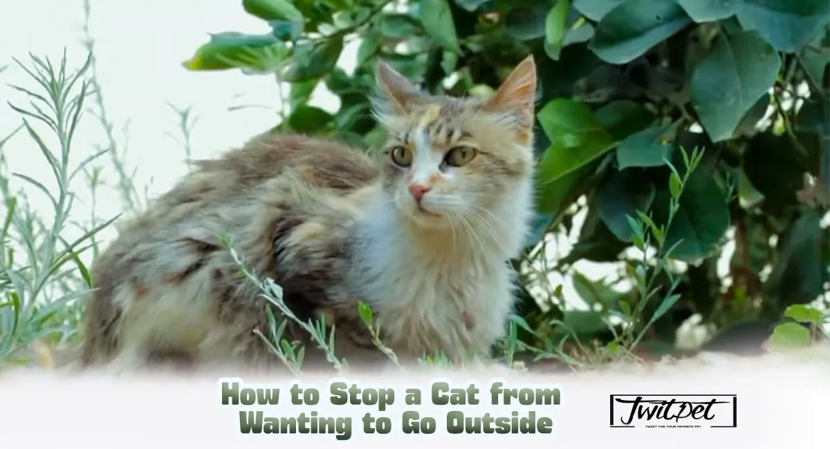 How to Stop a Cat from Wanting to Go Outside