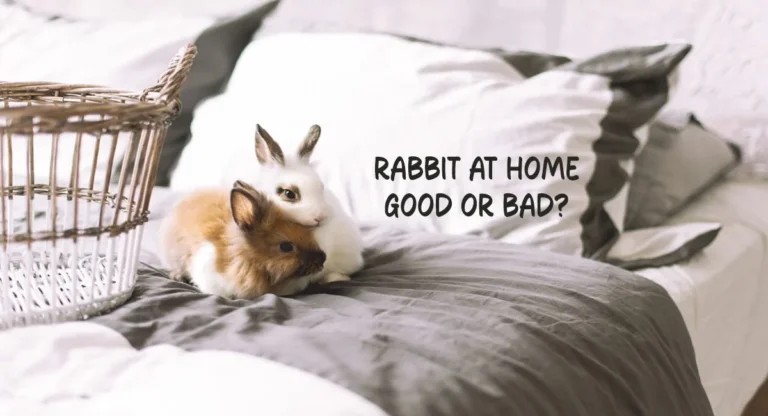 Rabbit at Home: Good or Bad