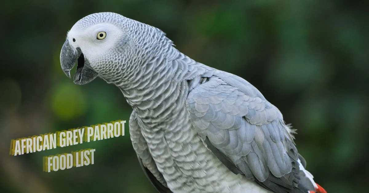 African Grey Parrot Food list