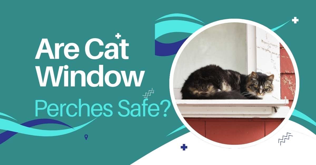 Are Cat Window Perches Safe