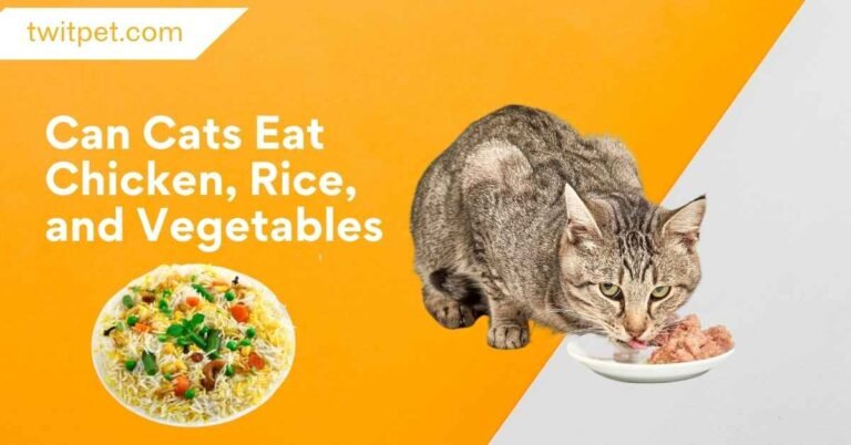 Can Cats Eat Chicken, Rice, and Vegetables