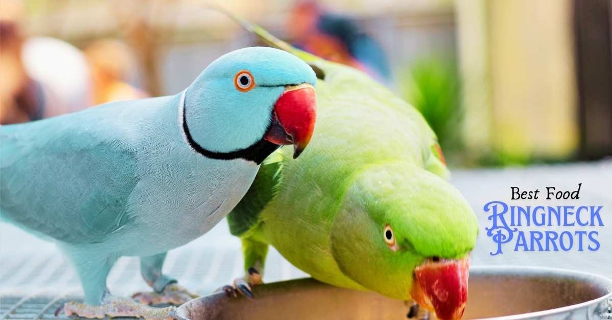 What is the Best Food for Ringneck Parrots