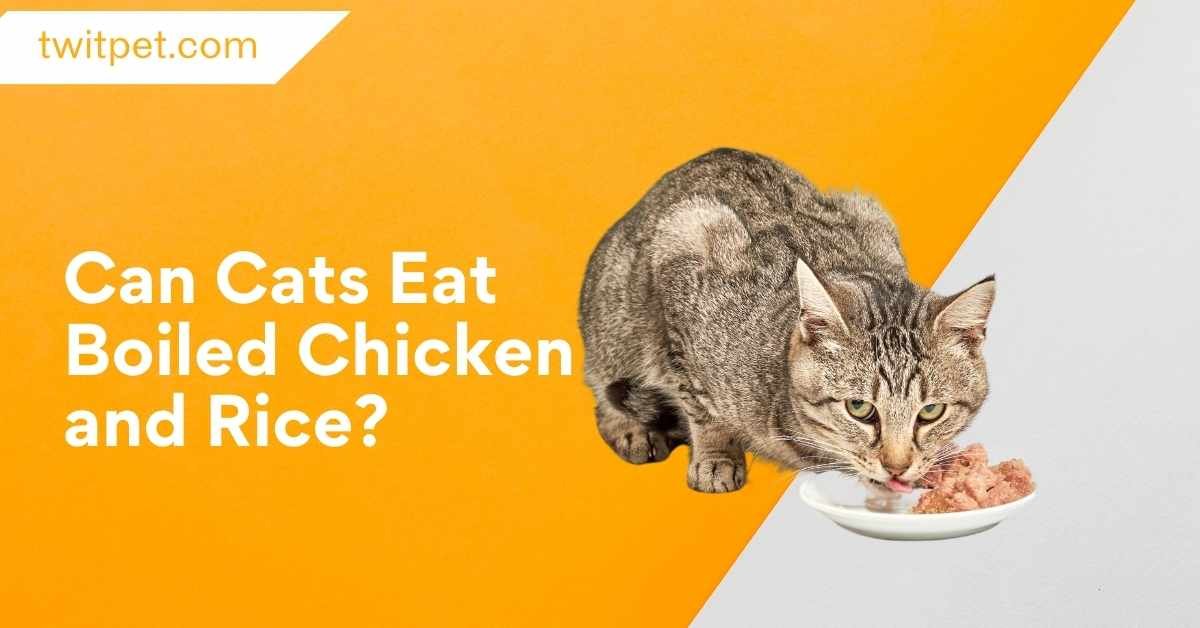 Can Cats Eat Boiled Chicken and Rice