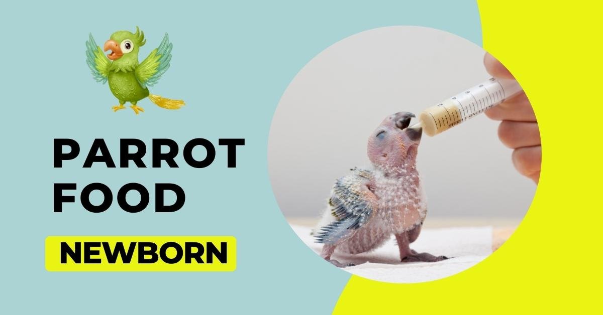 Newborn Parrot Food