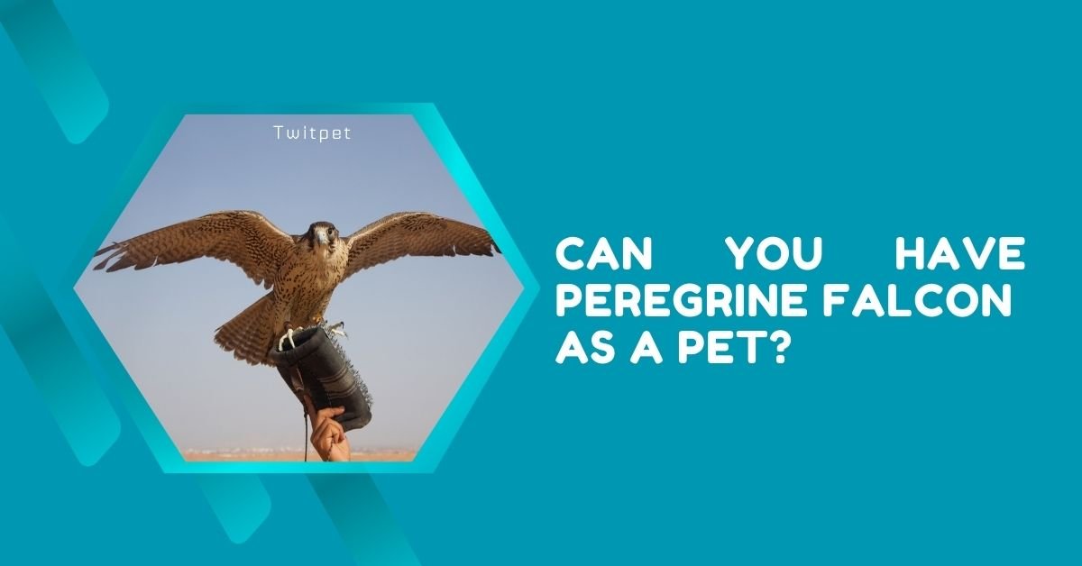 Can You Have a Peregrine Falcon As a Pet