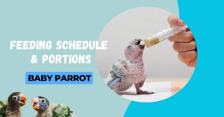 Feeding Schedule and Portions for Baby Parrots