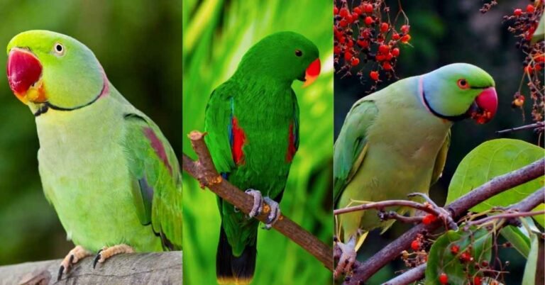 Green Parrot Food List