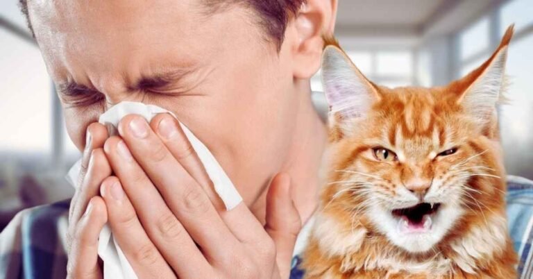 Home Remedies for Cat Allergies in Humans