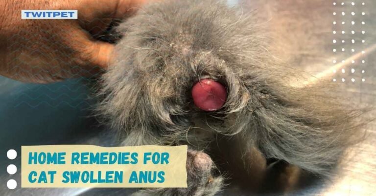 Home Remedies for Cat Swollen Anus