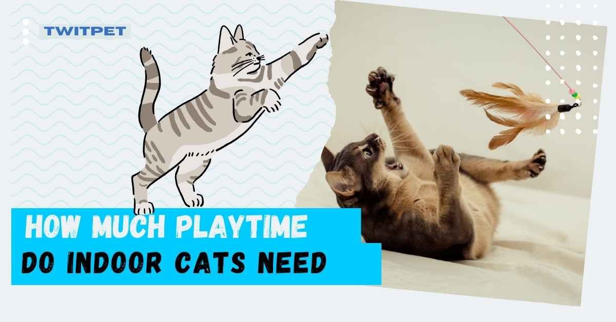 How Much Playtime Do Indoor Cats Need