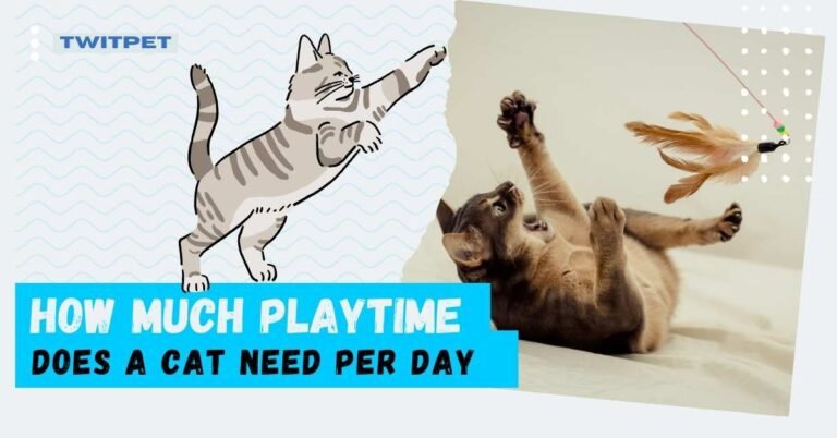 How Much Playtime Does a Cat Need Per Day