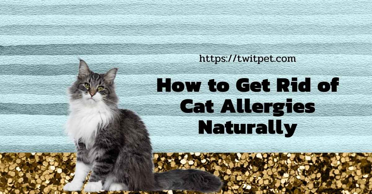 How to Get Rid of Cat Allergies Naturally