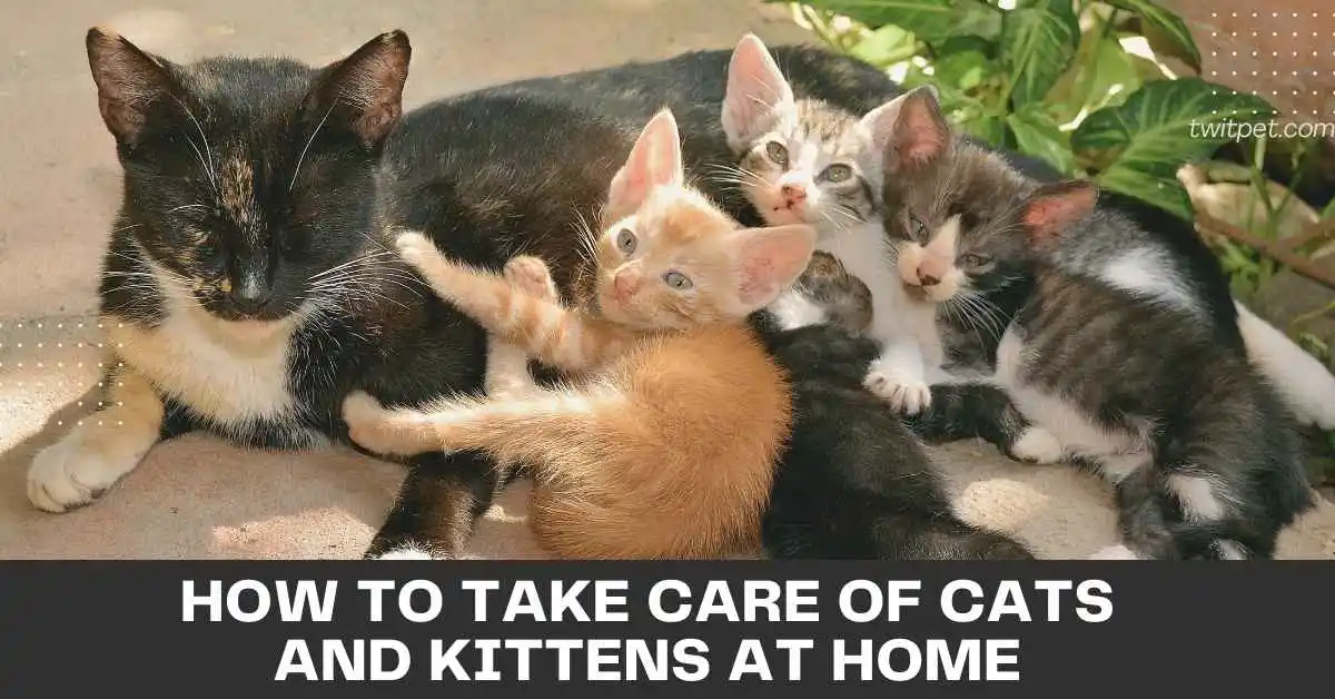 How to Take Care of Cats and Kittens at Home