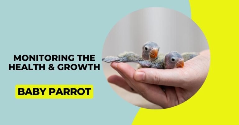 Monitoring The Health And Growth Of Baby Parrots