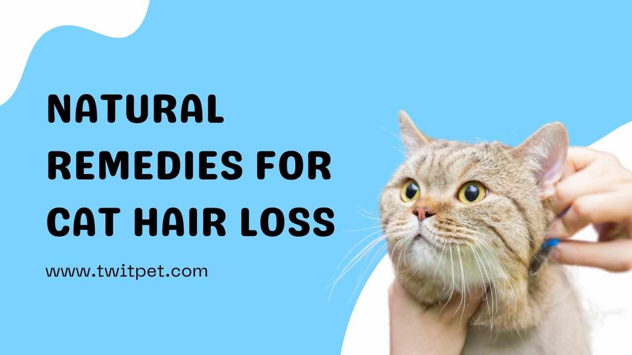 Natural Remedies for Cat Hair Loss