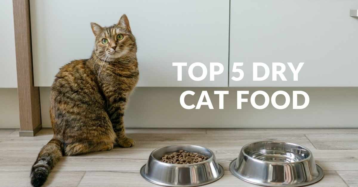 What Are the Top Five Best Dry Cat Foods