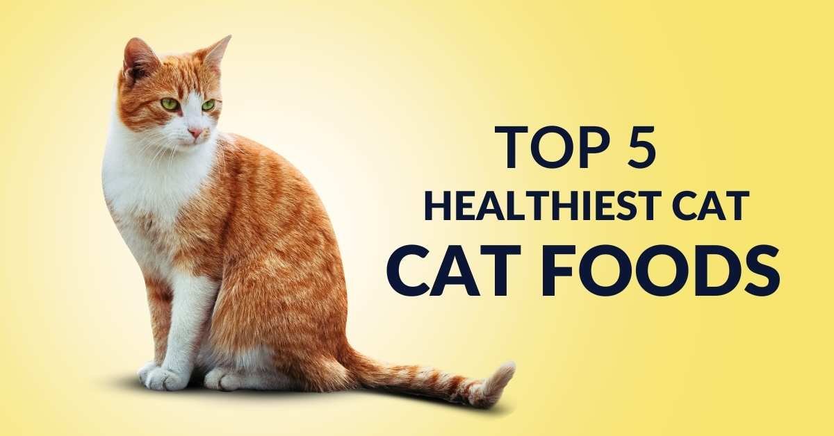 What are the Top 5 Healthiest Cat Foods