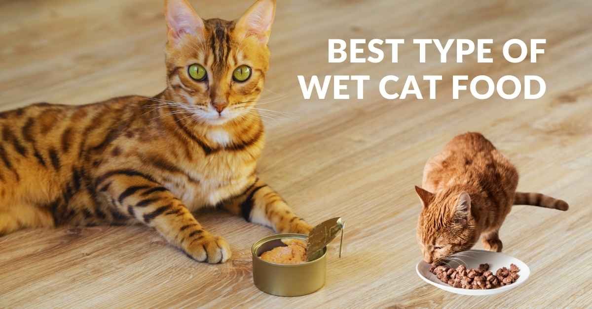 What is the Best Type of Wet Cat Food