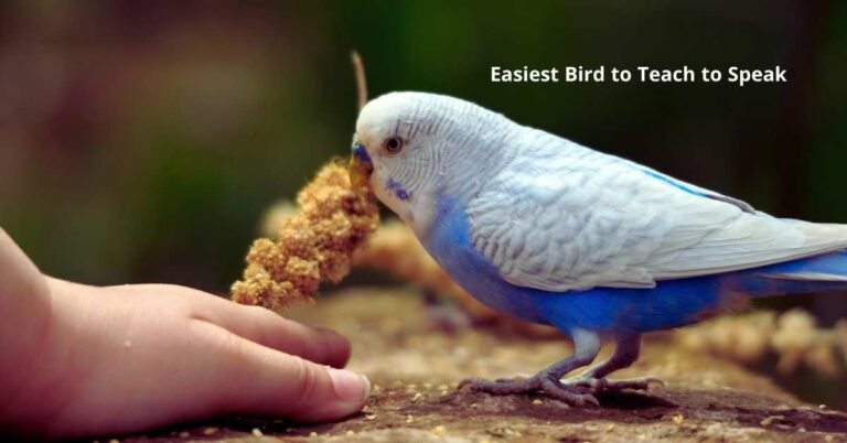 What is the Easiest Bird to Teach to Speak