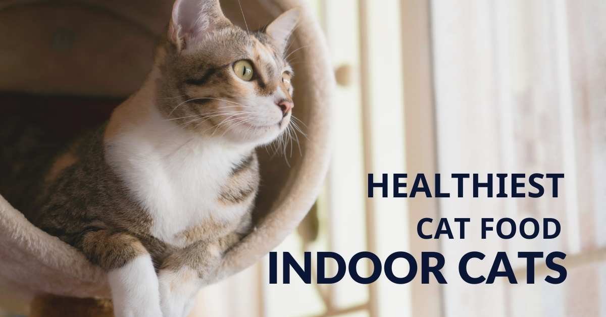 What is the Healthiest Cat Food for Indoor Cats