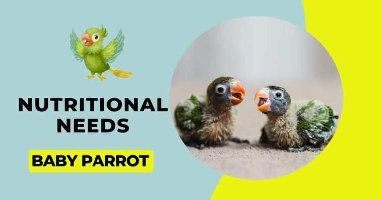 nutritional needs of baby parrot