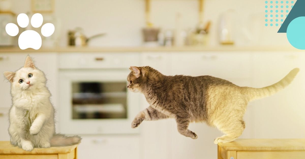 10 Effective Ways to Exercise Your Indoor Cat in an Apartment