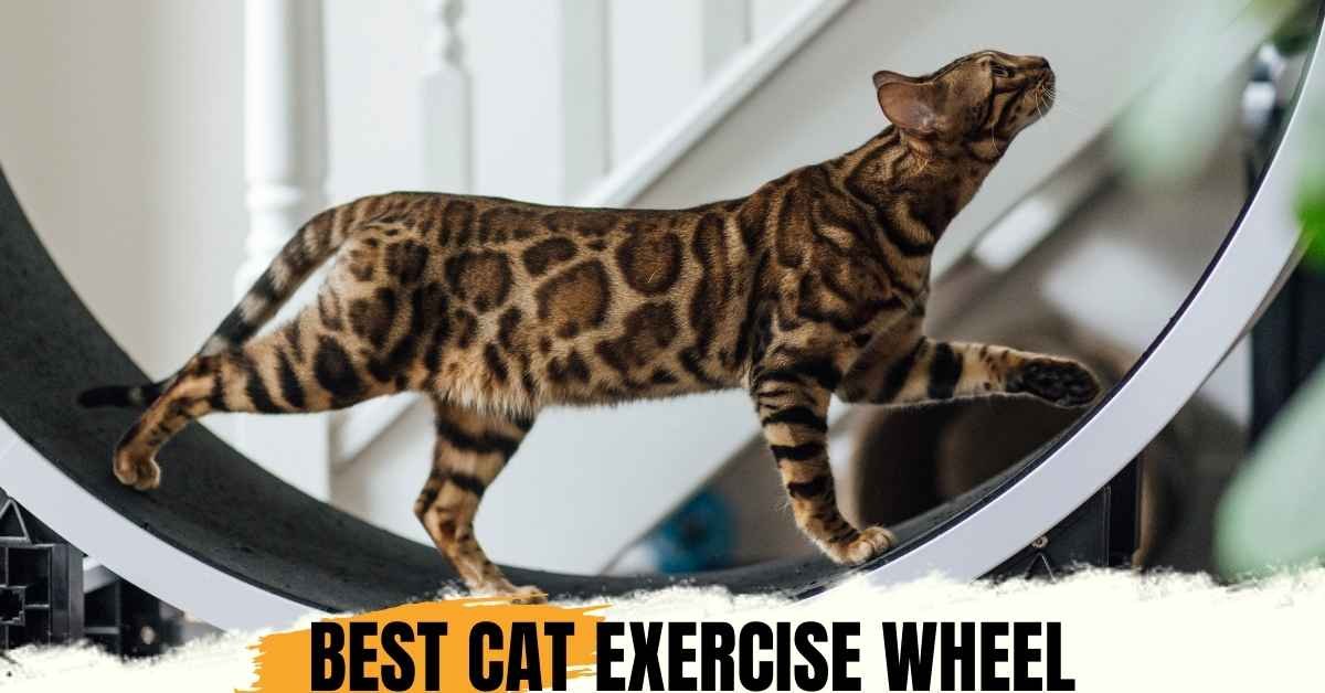 Best Cat Exercise Wheel Reviews