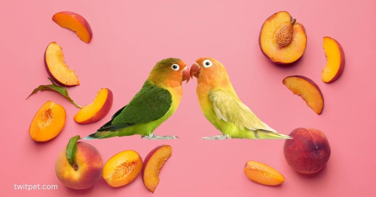 Can You Feed Parrot Peaches