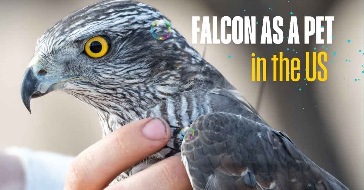 Can You Have a Falcon As a Pet in the US