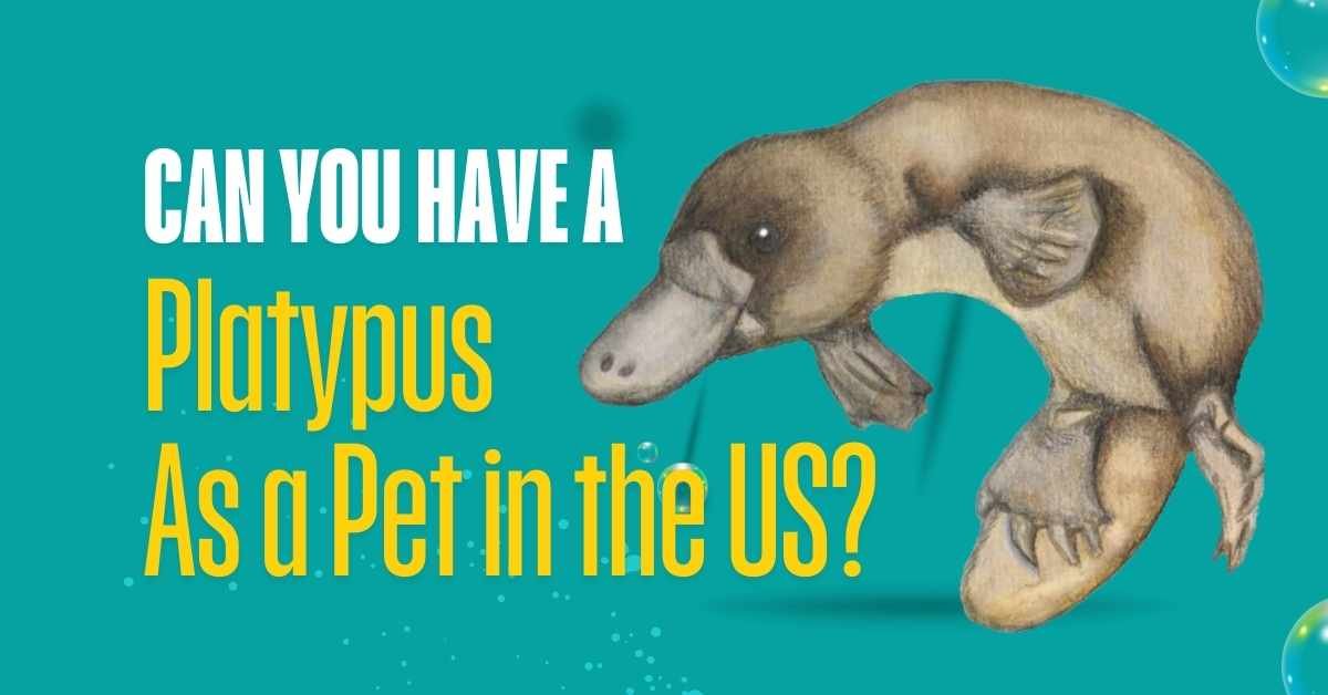 Can You Have a Platypus As a Pet in the US