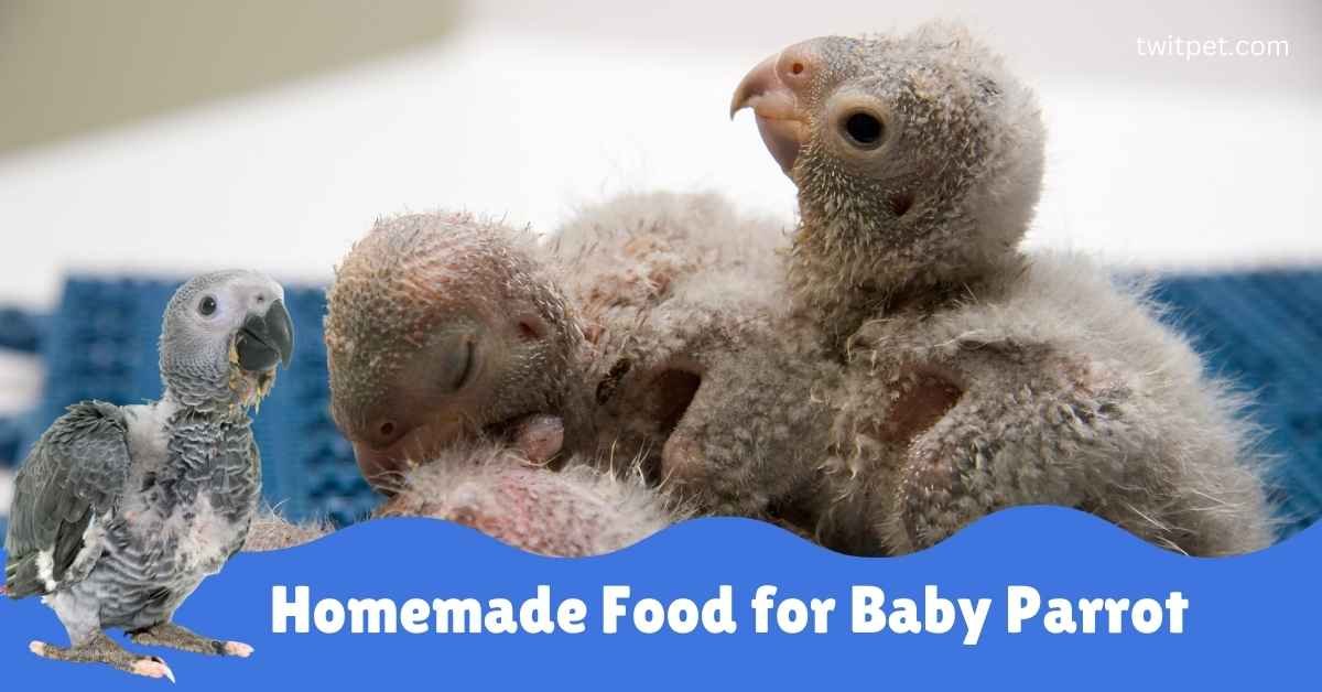 Homemade Food for Baby Parrots